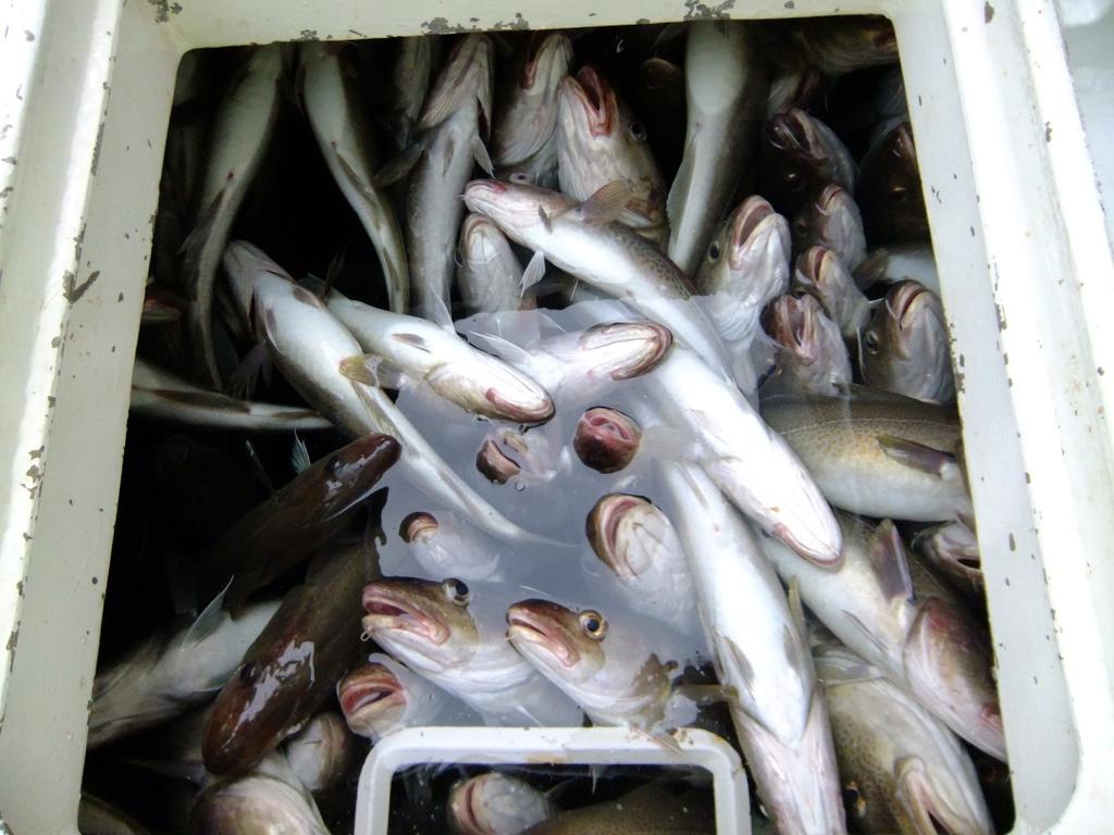 Bilde 3-3; Fylt tank med levendefisk og "flytere". Foto: SINTEF Fiskeri og havbruk AS? Det ble lagt temperaturloggere i to av tankene for levendelagring av torsk den 19. mai ca. klokken 15:30.