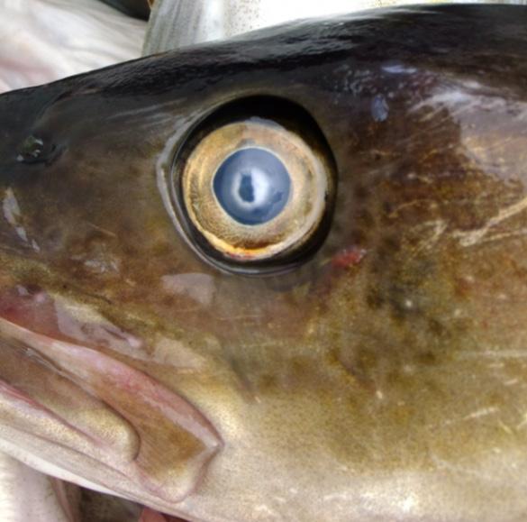 Bilde 3-5; Eksempler på død torsk med typiske grå øyne ved levering.