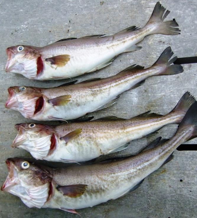 Bilde 3-10; Fisk med "nakkebrudd" ved levering ved Tobøfisk sitt