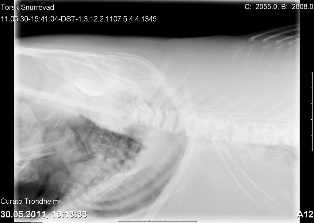 Bilde 3-12 og Bilde 3-13 viser røntgenbilder av torsk med "knekt" og rett nakke. Bilde 3-12; Røntgenbilde av torsk med bøyd nakke, fisk merket nr. 1.
