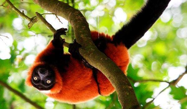 Madagaskar og opplev landenes enestående dyreliv og imponerende natur.