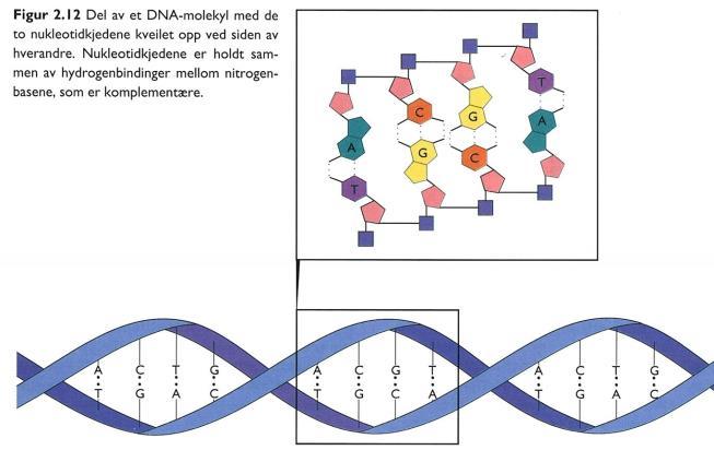 DNA 23 Arvestoff og