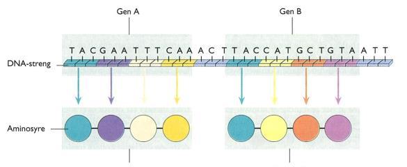 gen = en del av DNA