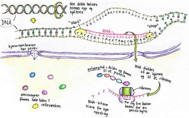 Arvestoff og proteinsyntese (4) Proteinsyntese: DNA RNA ribosomer RNA: Ribonukleinsyre Enkel nukleotidkjede