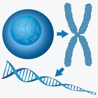 Mutasjoner Kromosom 2 x 23 par i menneskeceller I kjønnsceller: 1 kromosom fra hvert par Mutasjoner endringer i arvestoffets informasjon kan oppstå spontant kan forårsakes av ytre, gentoksiske
