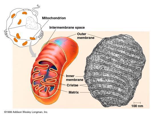 Mitokondrier Ovale organeller med dobbel membran Produserer