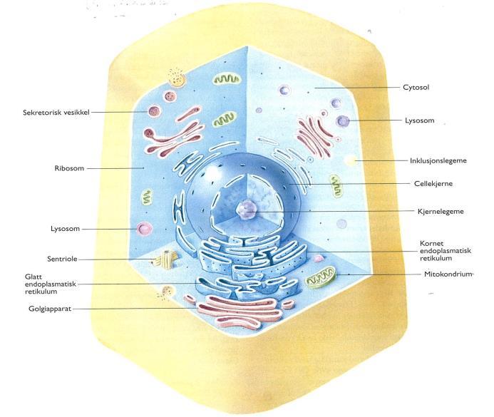 Oversikt - cellen Ulike celletyper Ca 200 ulike celletyper i kroppen