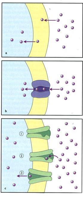 Transport over membraner Cellemembranen avgrenser cellen Regulerer transporten av stoffer inn og ut av cellen Passiv eller aktiv transport Med eller uten tilførsel av energi 13 Passiv transport (1)