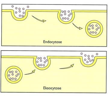 Endo- og eksocytose Avsnøring av små blærer med materiale fra utsiden av cellemembranen (endocytose) eller fra innsiden av membranen (eksocytose) Kan