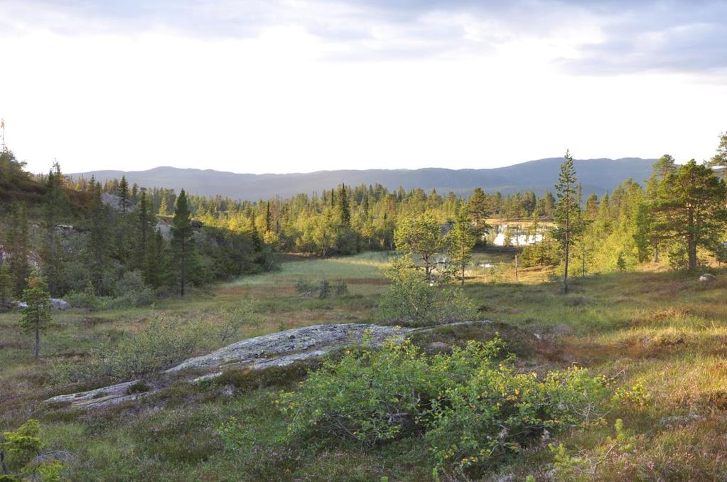 1. Administrasjon og organisering Trillemarka-Rollagsfjell naturreservat ble vernet 5. Desember 2008. Forvaltningsmyndigheten ble delegert til et statlig oppnevnt forvaltningsstyre.