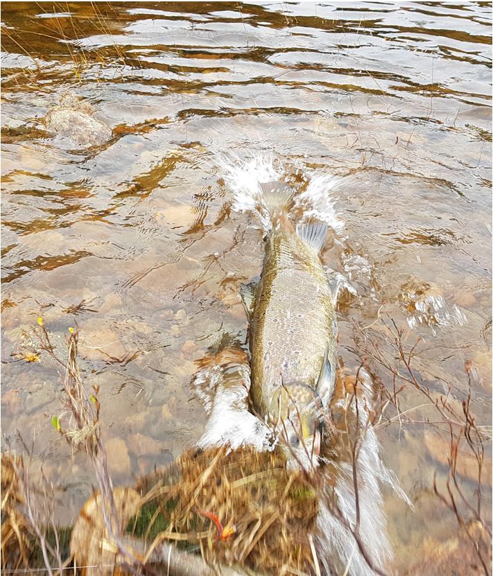 Den 12.10.2017 ble det fanget en hunnlaks på ca. 4 5 kg under prøvefiske med flue ved Vabu like nedenfor Storefoss (Figur 6).