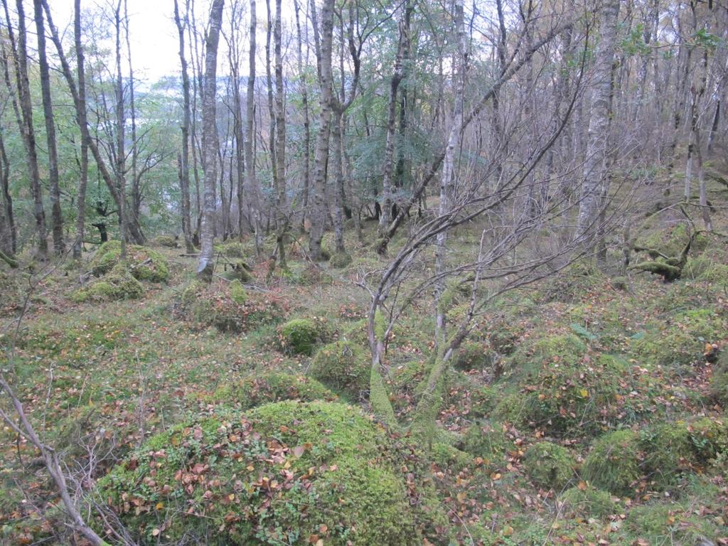 Bilder fra området Ugeliåsen Typisk skogbilde og