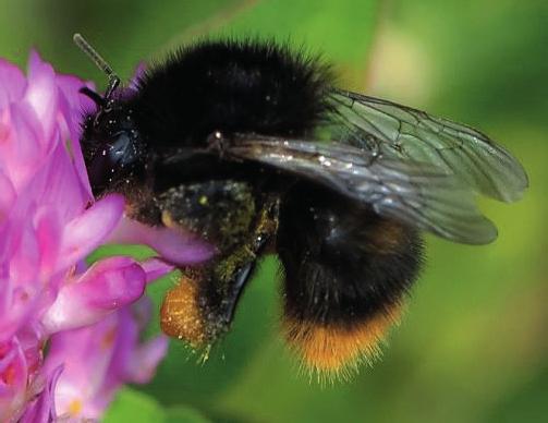 For å ta vare på de mest truede artene, må vi sette i gang tiltak som kommer mange arter til gode, også andre grupper av pollinerende insekter.