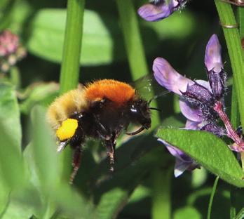 Kysthumle Bombus muscorum er en ganske stor og langtunget art med vakre brunoransje og gulaktige farger. Den kan forveksles med åkerhumle og bakkehumle.