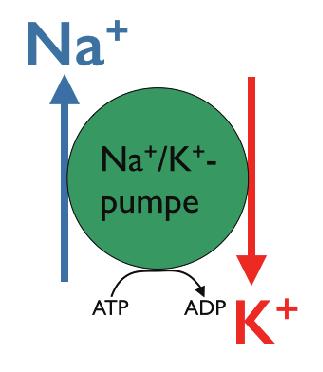 Elektronene i bindingen er i en høyenergitilstand - Dersom bindingen brytes, vil det frigjøres energi ATP brukes i kroppen til f.