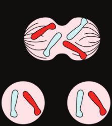 Meiose Reduksjonsdeling Produksjon av kjønnsceller (eggceller og sædceller).