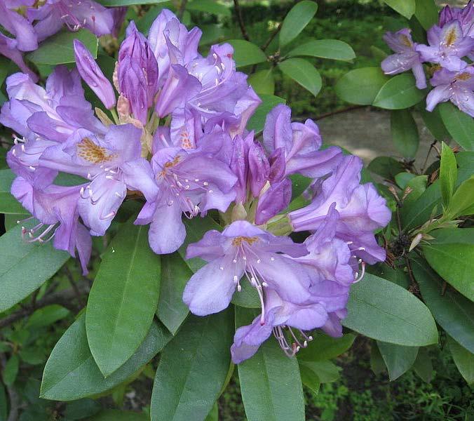 Rhododendron ponticum subsp.