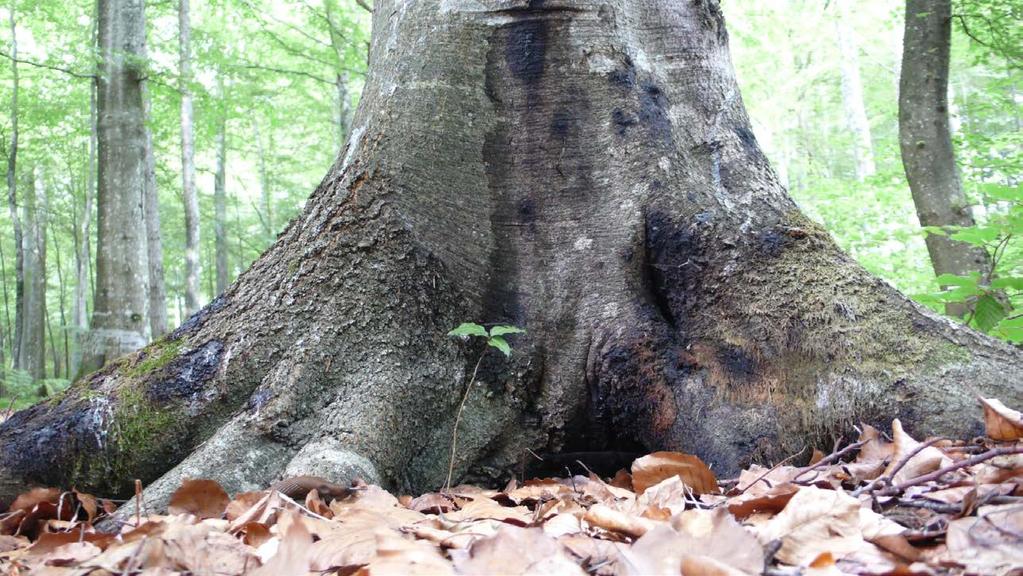 Phytophthora cambivora i bøkeskogen