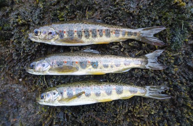 Resultatrapport høsten 2018 Ungfisk i Lærdalselva Lærdal kommune i Sogn og Fjordane Field results from autumn 2018 Juvenile fish of Atlantic salmon and