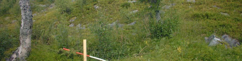 Figur 6: Den nest siste kullgrop, sett mot vest. 90m vest for den sistnevnte kullgropa, på et nes som stikker sørover ut i myra, ligger den siste kullgropa i området.