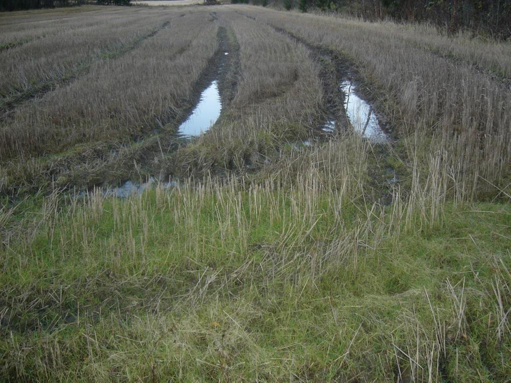 Tresking under på våt jord er ikke til å unngå enkelte år, men samtidig er