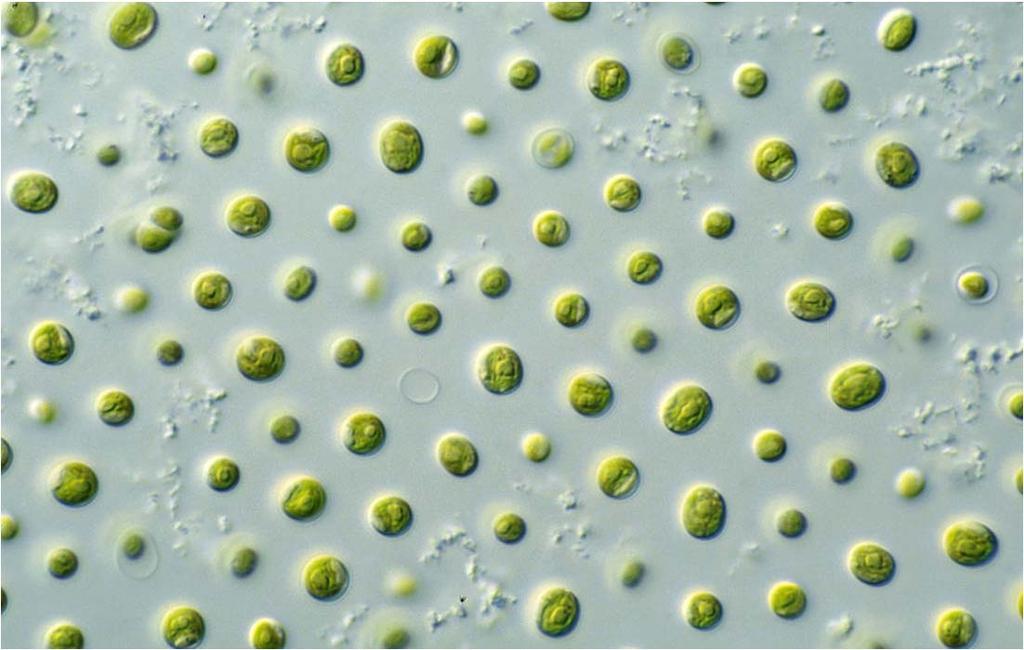 Microalgae research at NORD Commercially relevant microalgae Cold adapted microalgae Feed, Bioactive compounds Coproducts from microalgae biorefinery