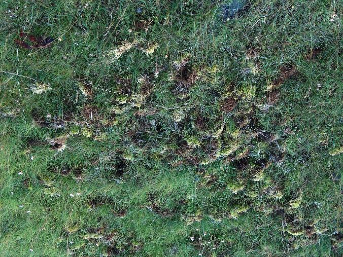 Denne naturtypen står i fare for å bli kraftig redusert. Avbøtende tiltak er å velge planløsninger som ikke er i nærheten av disse strandengene.