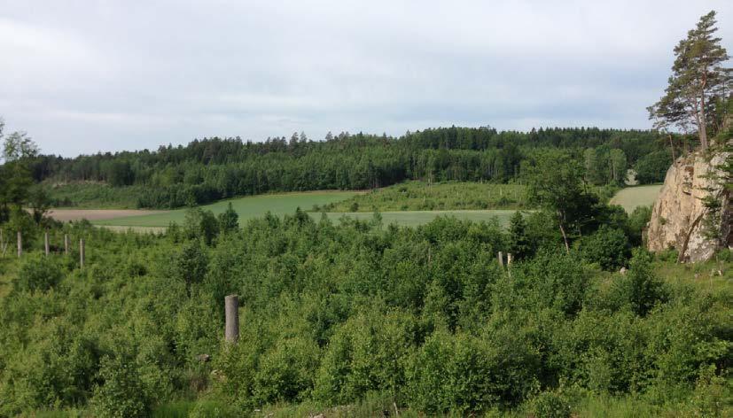 Figur 6-21. Fra nordre del av Gjerstadskogen, sett mot vest, i området hvor ny bru vil krysse over Kjønndalbekken Tiltaket er vurdert til å ha lite negativt omfang.