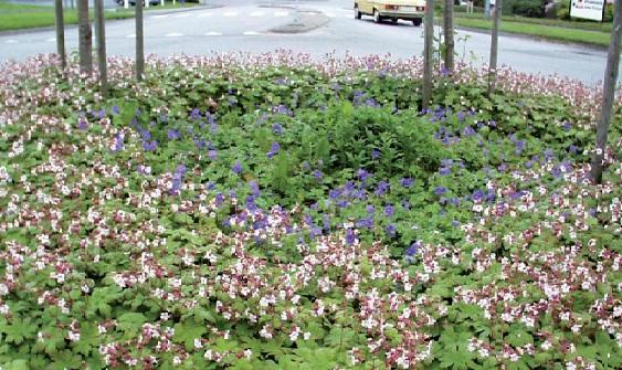 innsamlingsreglene for Blomsterbeplanininger.