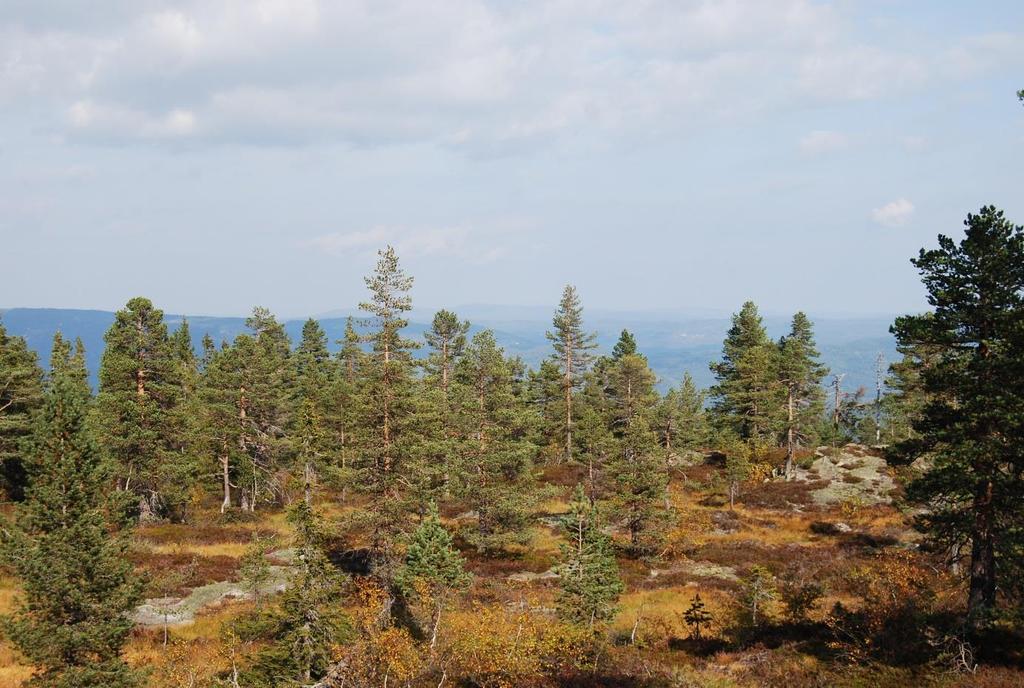 FLESBERG KOMMUNE PLANBESTEMMELSER