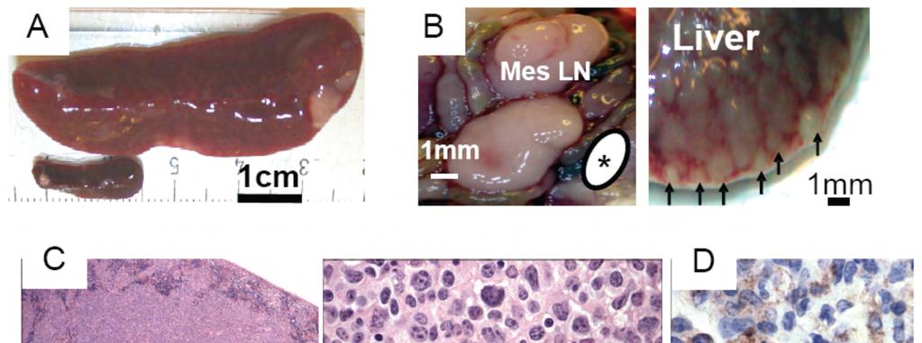 Lymphomagenesis in mice, JEM