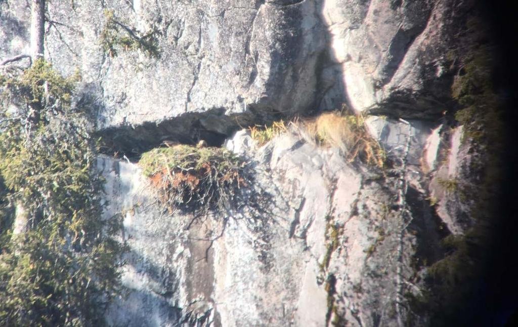 INTENSIVOVERVÅKING AV KONGEØRN I TELEMARK 017 Møsvatn-Austfjell, Østre Hardangervidda og Brattefjell-Vindeggen Kongeørn ruger vest