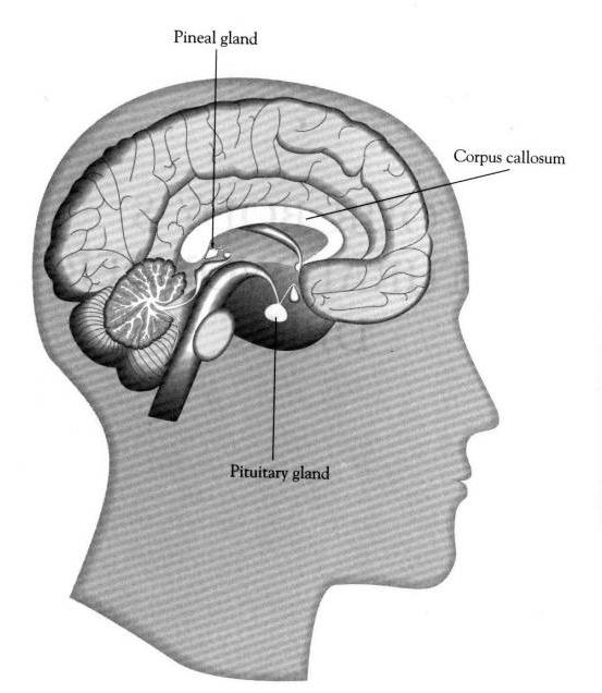 The picture can't be displayed. Epifysen (mellom thalamus; pineal gland) N.