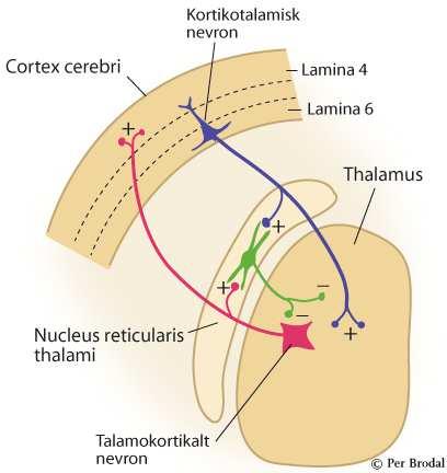 n. reticularis thalami Funksjon: - Regulerer fyringsmønster (enkeltfyring/skurfyring) i releceller i thalamus. - Viktig for thalamus-cortex aktivering og regulering av søvnvåkenhet.