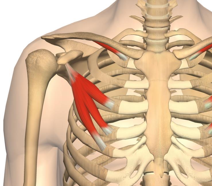 Subclavius og Pectoralis