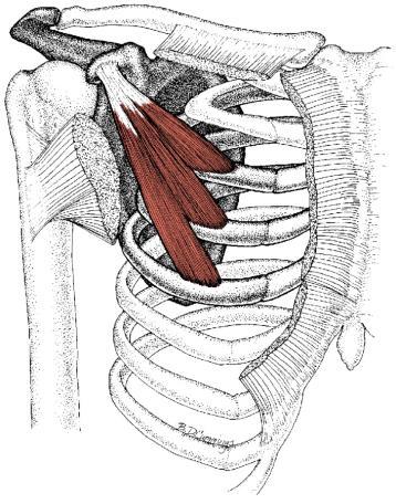 Pectoralis