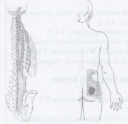 Serratus