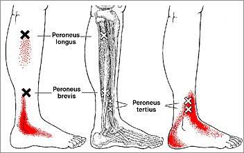 Tibialis anterior 71 Peroneus