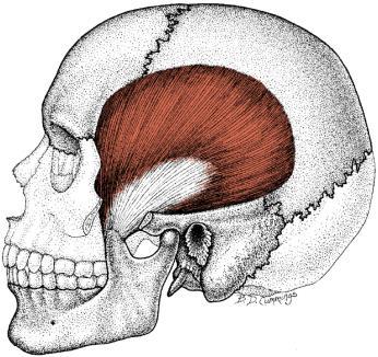 Temporalis 17