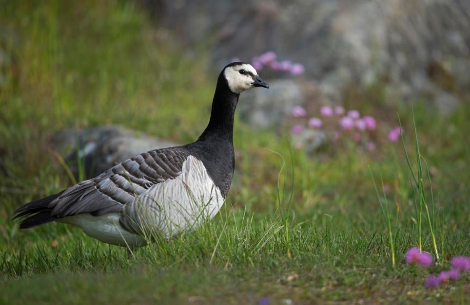 Overvintrer mellom England og Skottland PÅ TREKK- Svalbard Bestand 2 Hekking