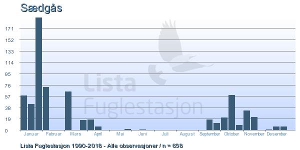 1.1. Sædgås på Lista Observasjoner per