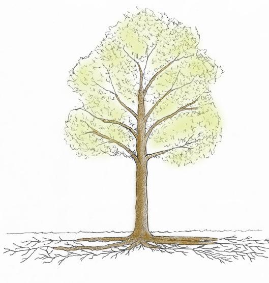 a Trekrone b 5 meter 5 meter c Dryppsone Rotsone a b c Trekronen er den grønne delen av treet hvor blad og greiner vokser.