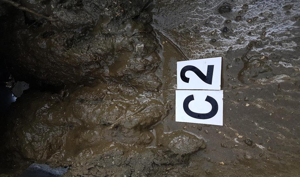Vedlegg B). Foto: Aqua Kompetanse AS. Figur A-2: Bilde av sedimentet ved C2.