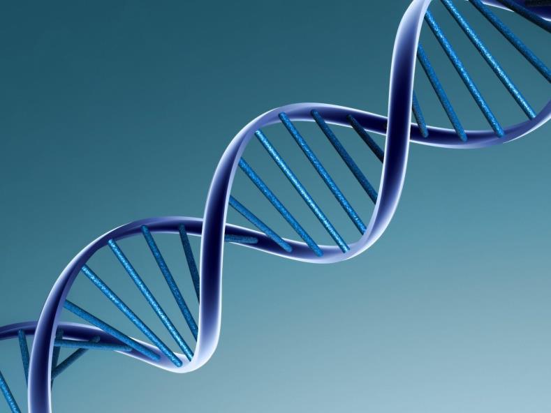DNA-MOLEKYLER Kromosomer er trådformede kjempemolekyler som kalles DNA-molekyler All informasjon finnes i koder som kan leses av DNA-tråden DNA-et: En «stige» som er vridd til en spiral