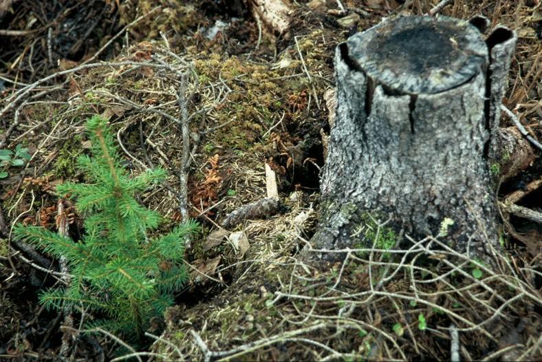 En god historie BYGGE ET GODT BYGG I BÆRESYSTEM AV MASSIVTRE OPPNÅ ET GODT INNEMILJØ I