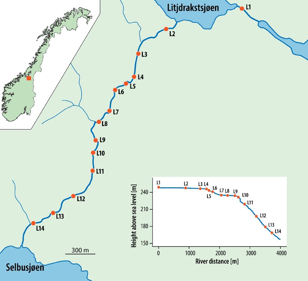 Påvisning Oppstrøms av forekomst (L1): 0% av prøvene (N=21); 0% av PCRs (N=36) Stor bestand (L7 & L14):