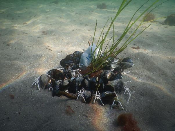 . Mange skjell spist av krabber.. 73% overlevelse av ålegras. Mye trådalger.