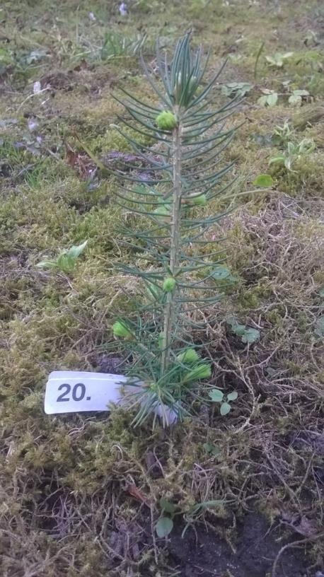 Ettårige planter fra Har7 (20), Årøy (31) og Oberharz Walsrode (21) i kortidsforsøket som ble plantet på Fana i Bergen 2017.