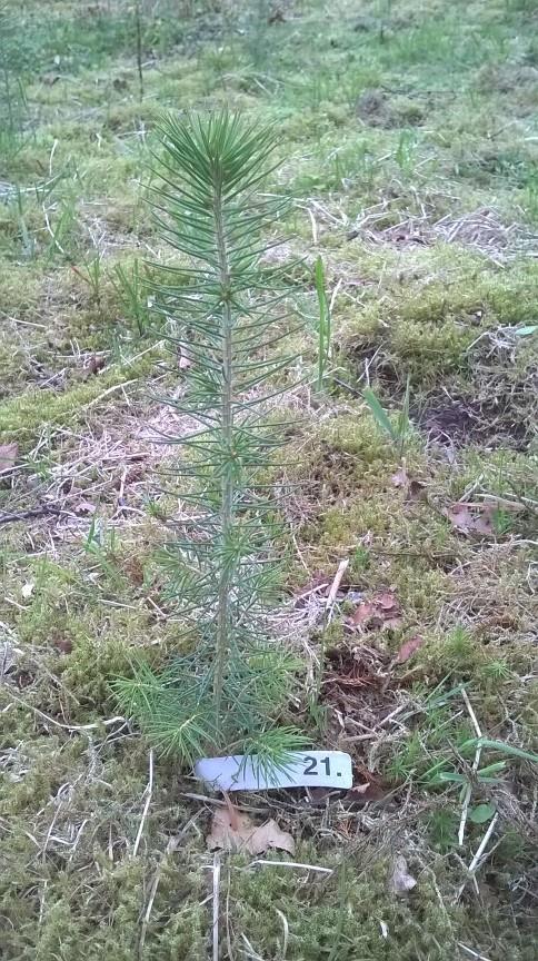 kunnskap og erfaring fra forsøkene med avkom fra Årøy og de importerte frøkilder som skal plantes våren 2018.