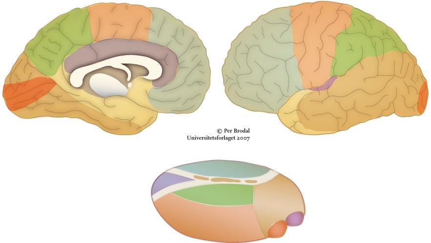 Thalamocorticale forbindelser Bakre parietalcortex (5,7) SI MI SMA Gyrus cinguli Prefrontal cortex PMA SMA MI SI Bakre parietalcortex (5,7) Area striata (17) Temporal assosiasjonscortex Nucleus